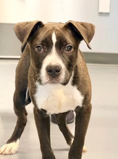 Cain, adoptable, Puppy Male American Bully.