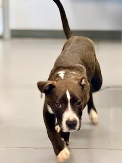 Cain, an adoptable American Bully in Winter Haven, FL image 2/3