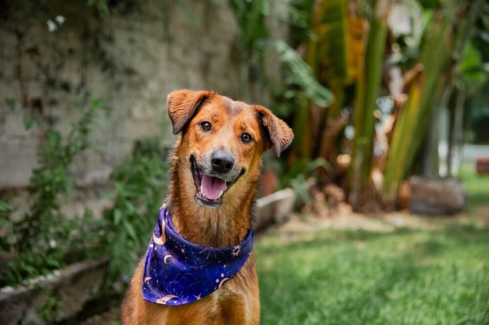 BRILLO, Adoptable, Young Female Golden Retriever & Shepherd.