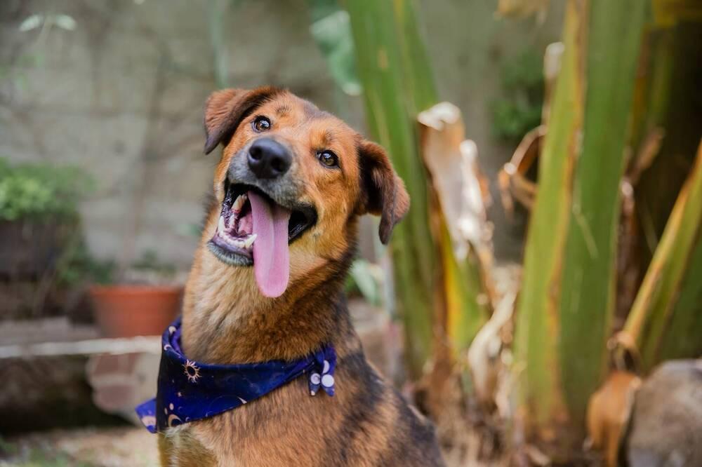 Enlarge BRILLO, a Adoptable mixed breed in Langley, BC image 3/6