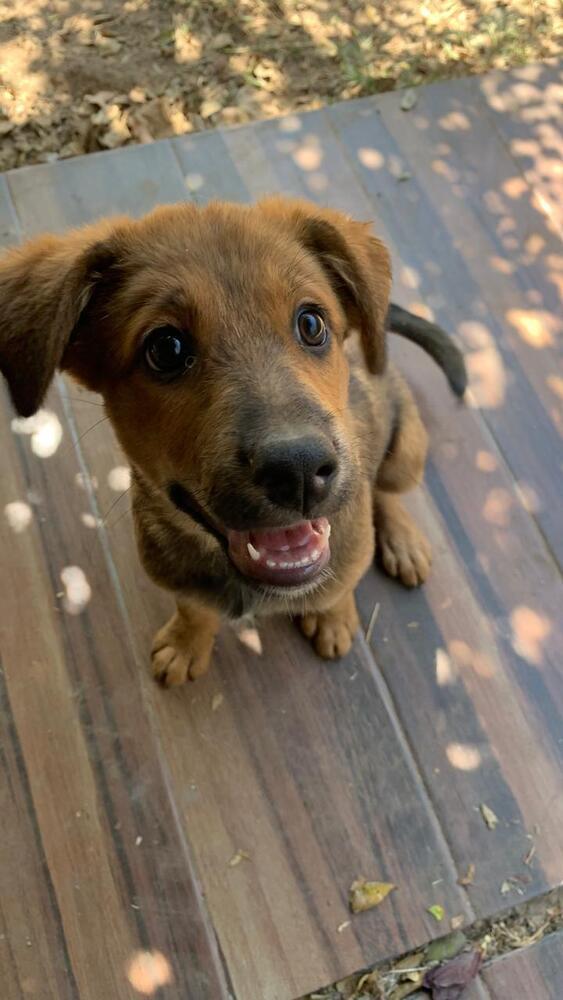 Enlarge BRILLO, a Adoptable mixed breed in Langley, BC image 6/6