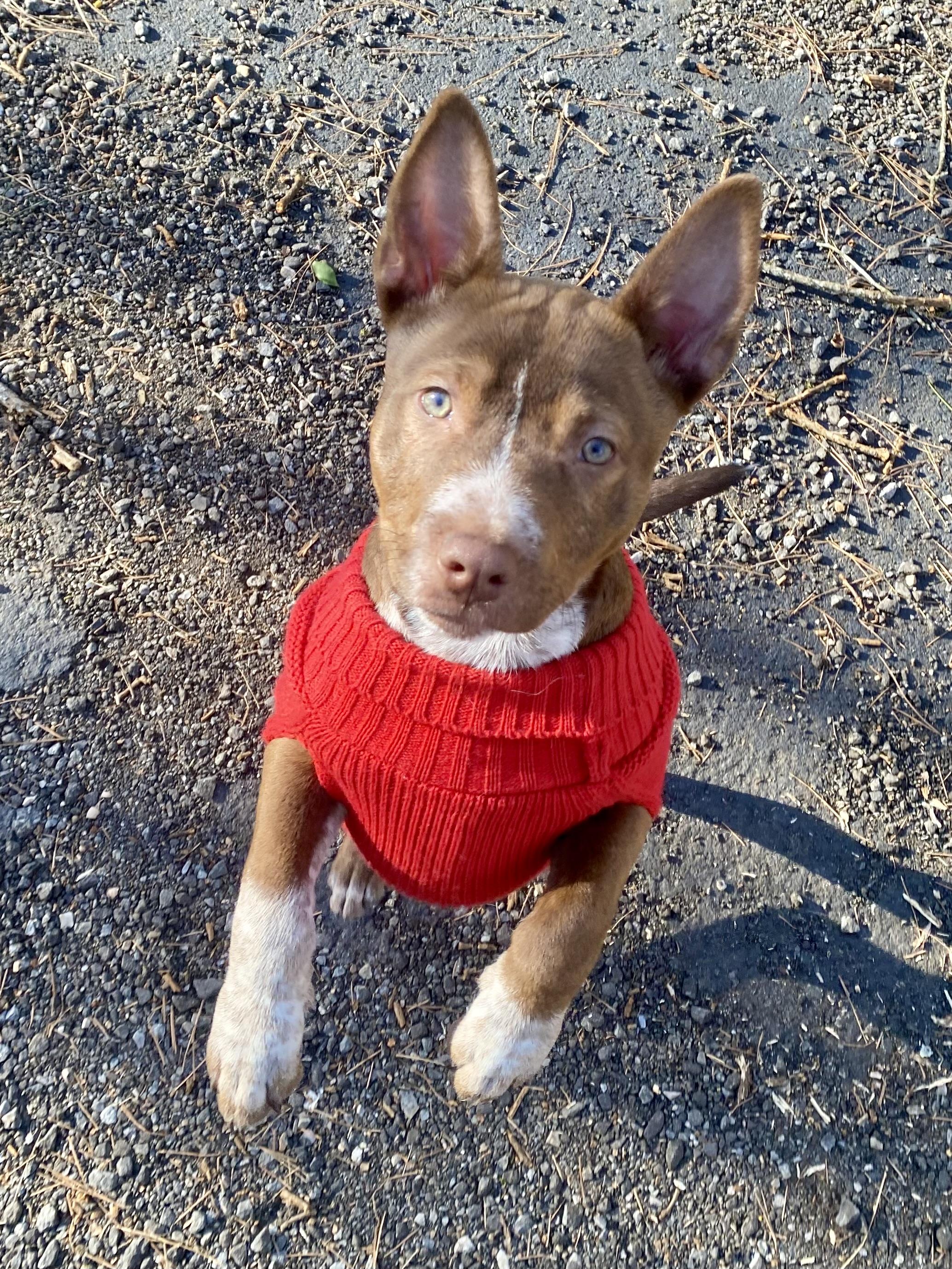 Tillie, adopted, Young Female Pit Bull Terrier.