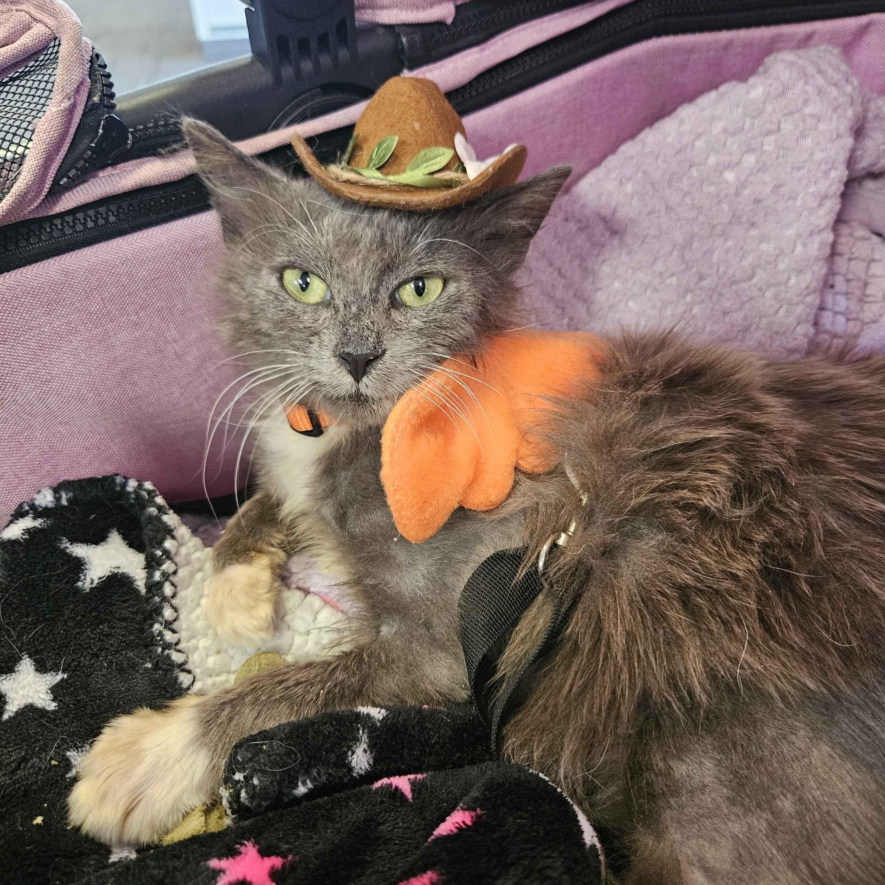 Phoenix, an adopted Domestic Long Hair in Rancho Santa Margarita, CA image 2/6