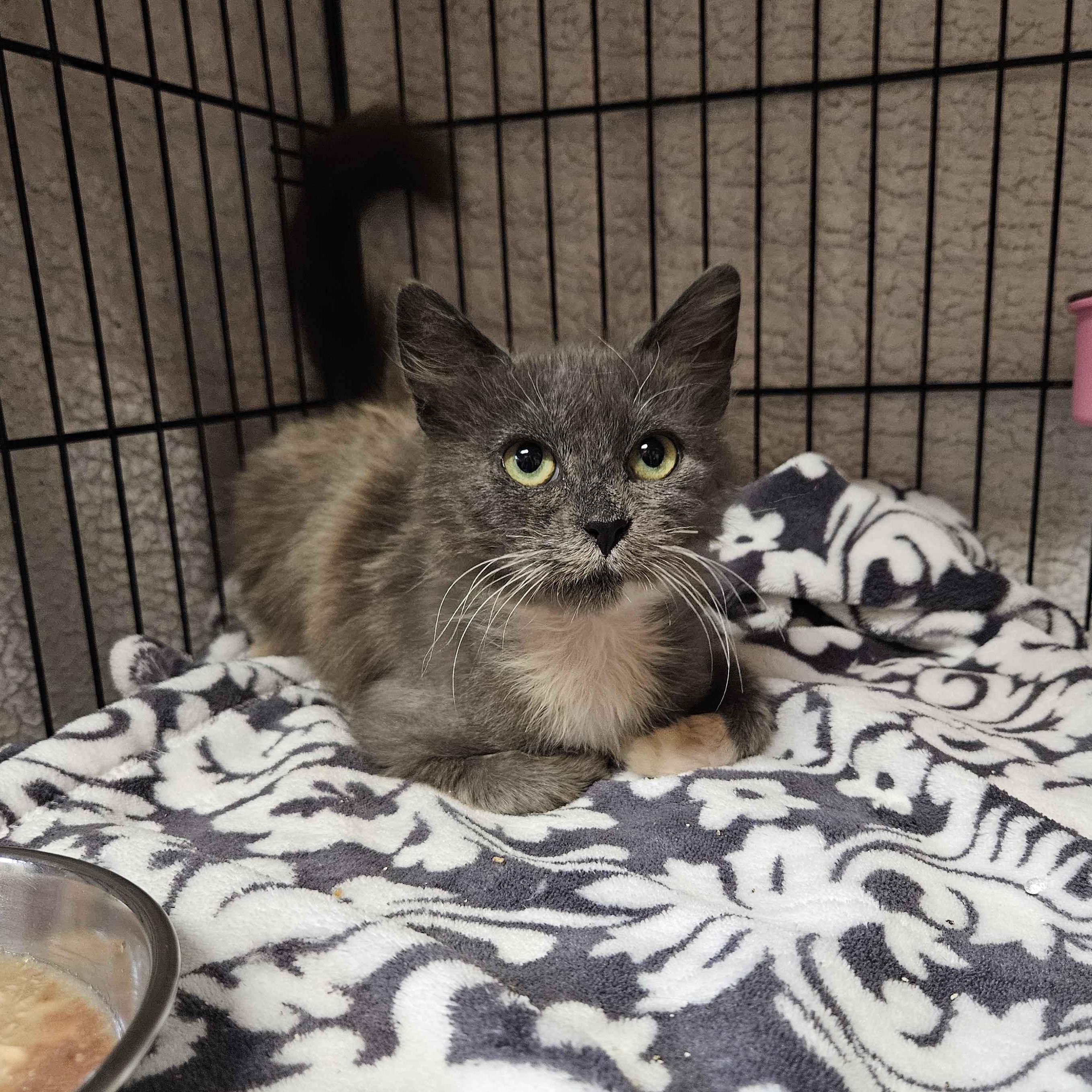 Phoenix, an adopted Domestic Long Hair in Rancho Santa Margarita, CA image 3/6