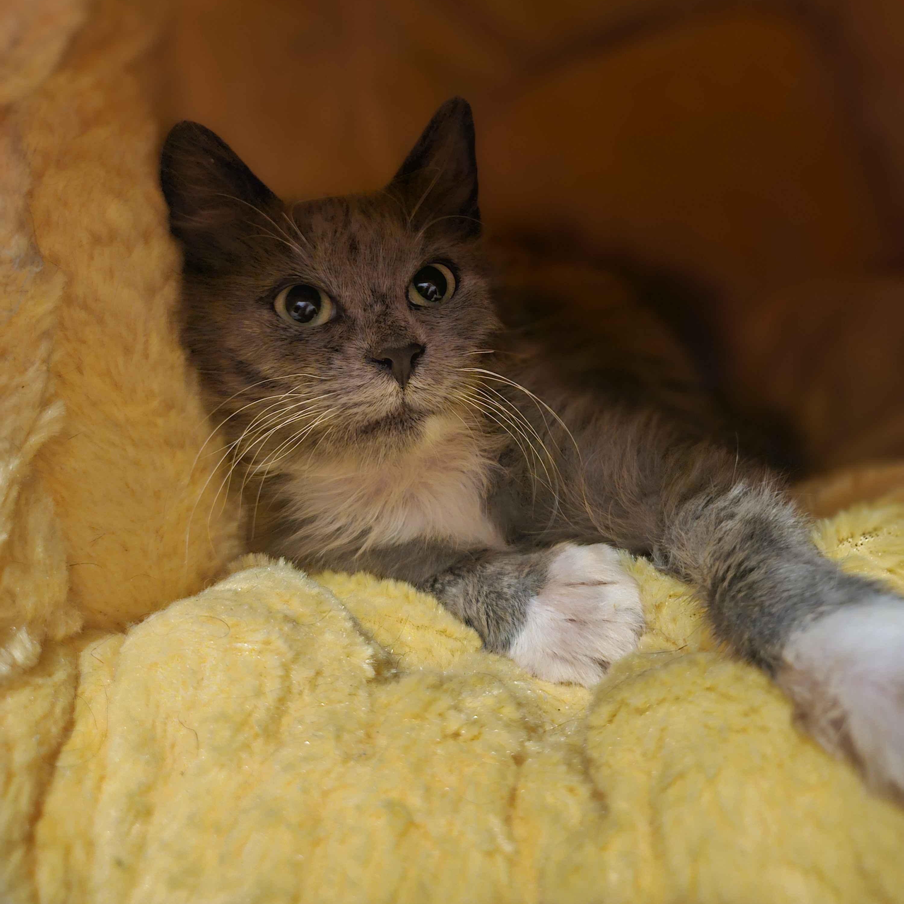 Phoenix, an adopted Domestic Long Hair in Rancho Santa Margarita, CA image 6/6