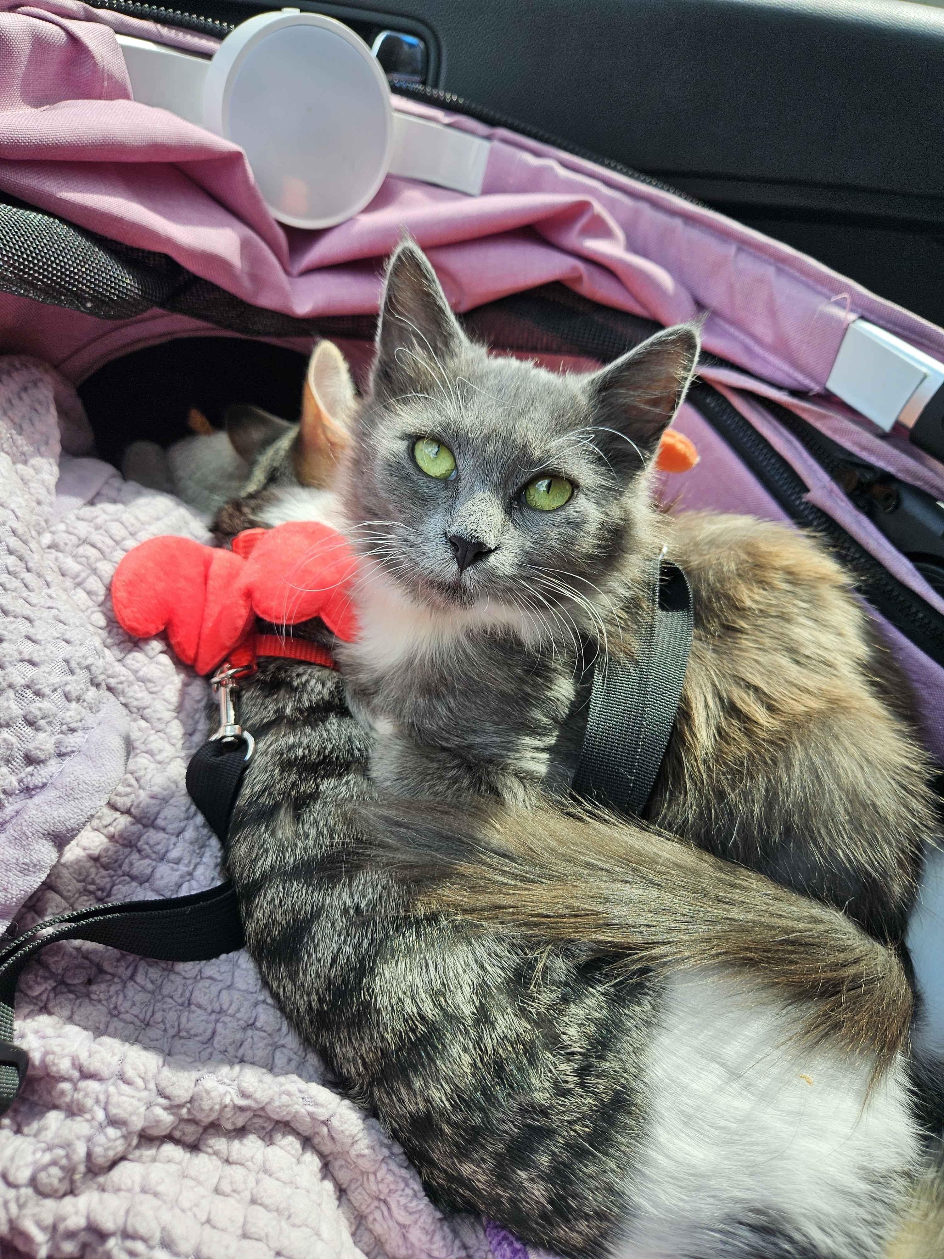 Phoenix, adopted, Young Female Domestic Long Hair.