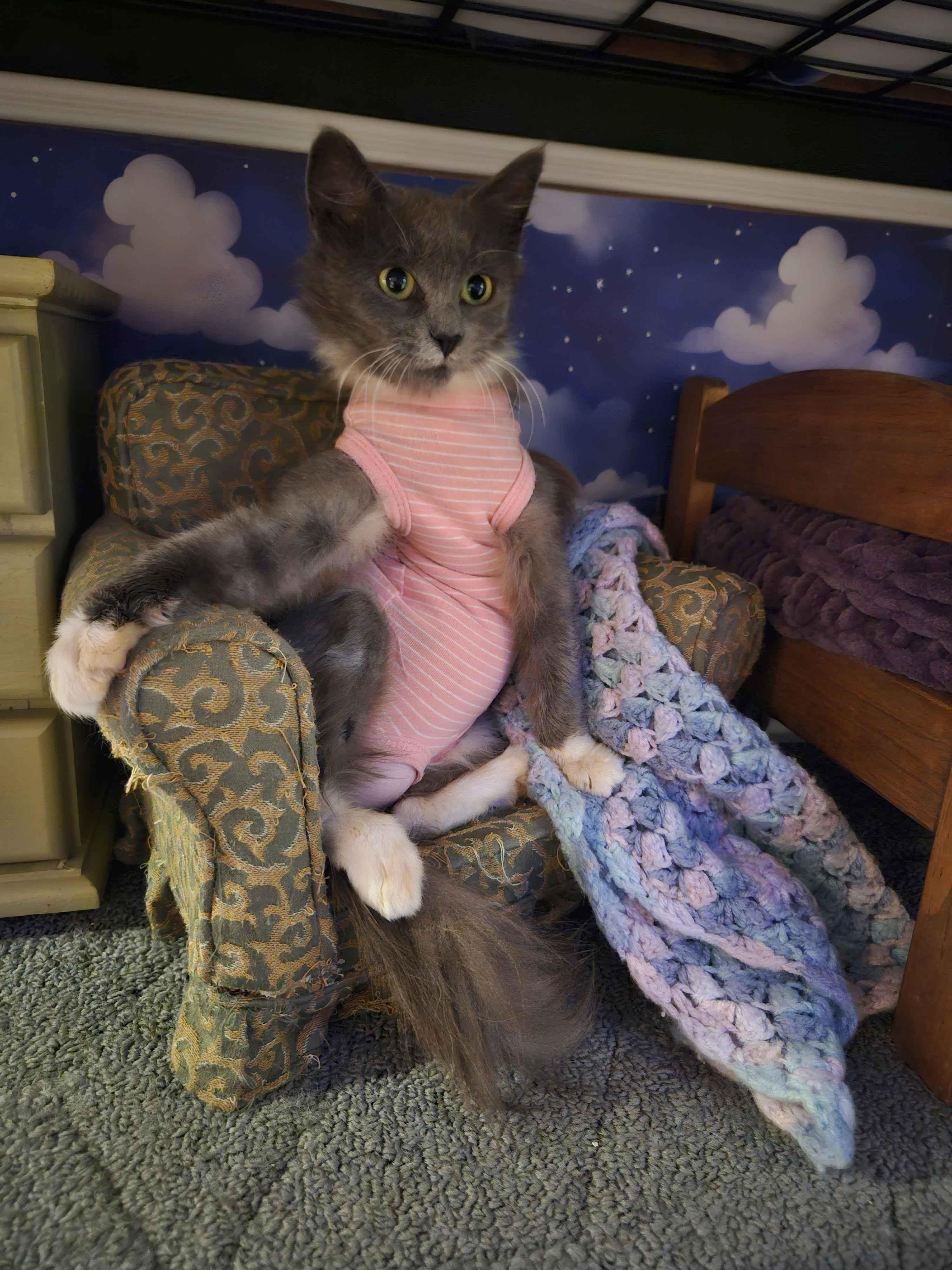Phoenix, an adopted Domestic Long Hair in Rancho Santa Margarita, CA image 5/6