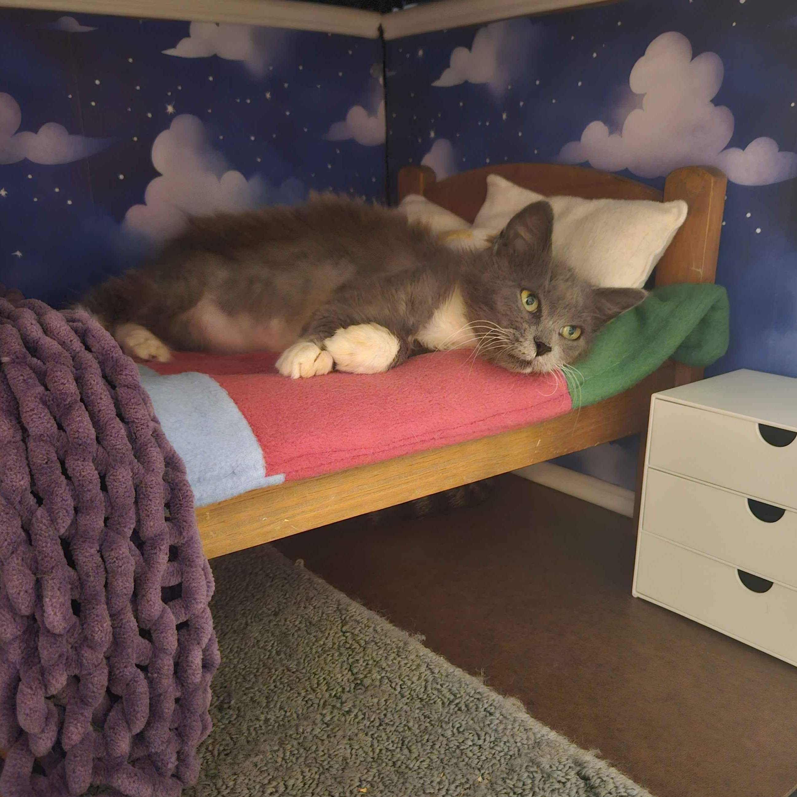 Phoenix, an adopted Domestic Long Hair in Rancho Santa Margarita, CA image 4/6