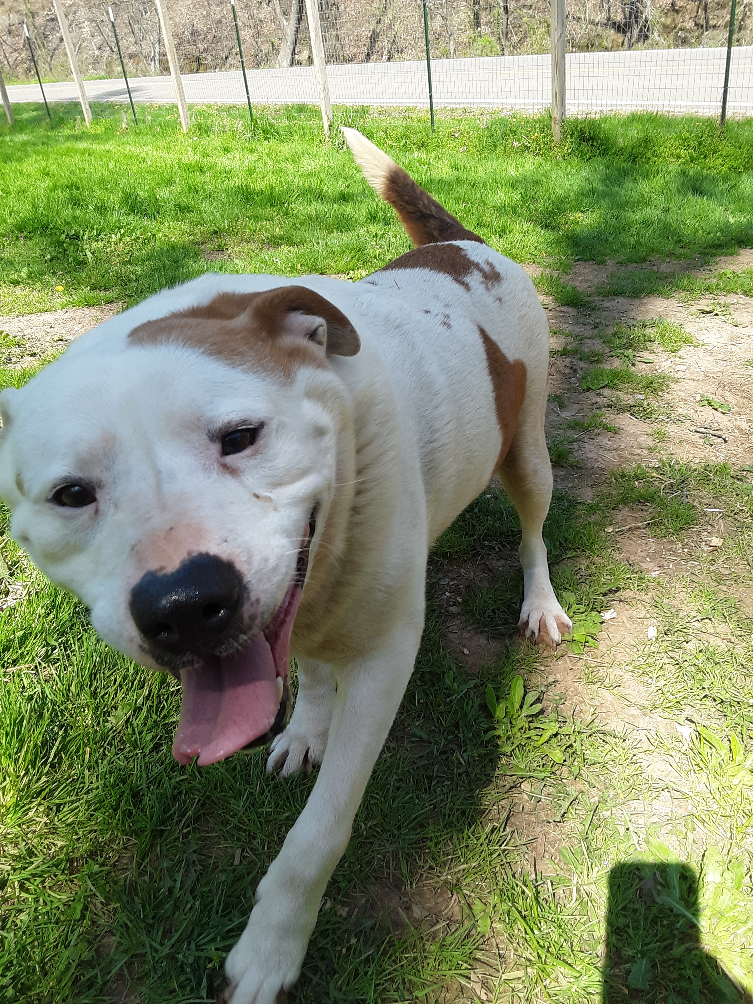 Zeke, an adoptable Mixed Breed in Long Bottom, OH, 45743 | Photo Image 1