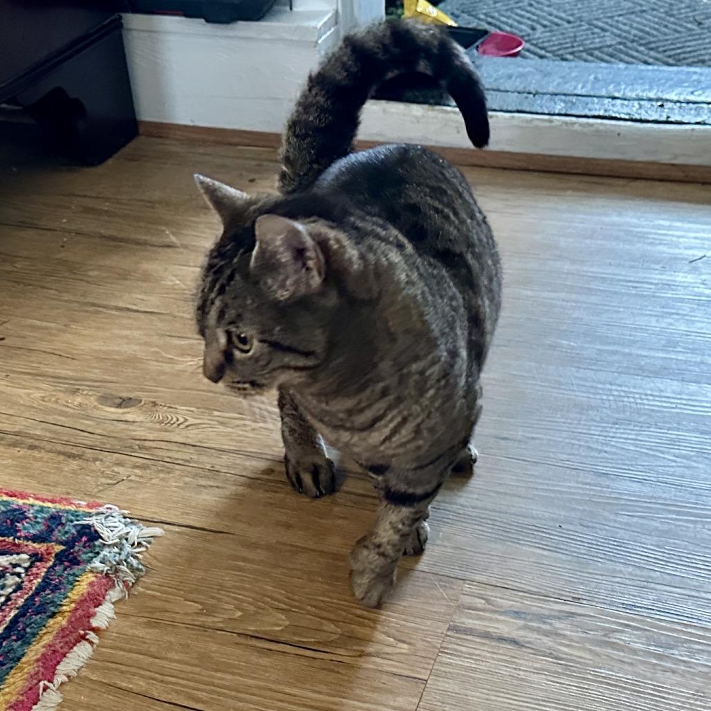 Molly Kirchoff, Adoptable, Adult Female Domestic Short Hair.