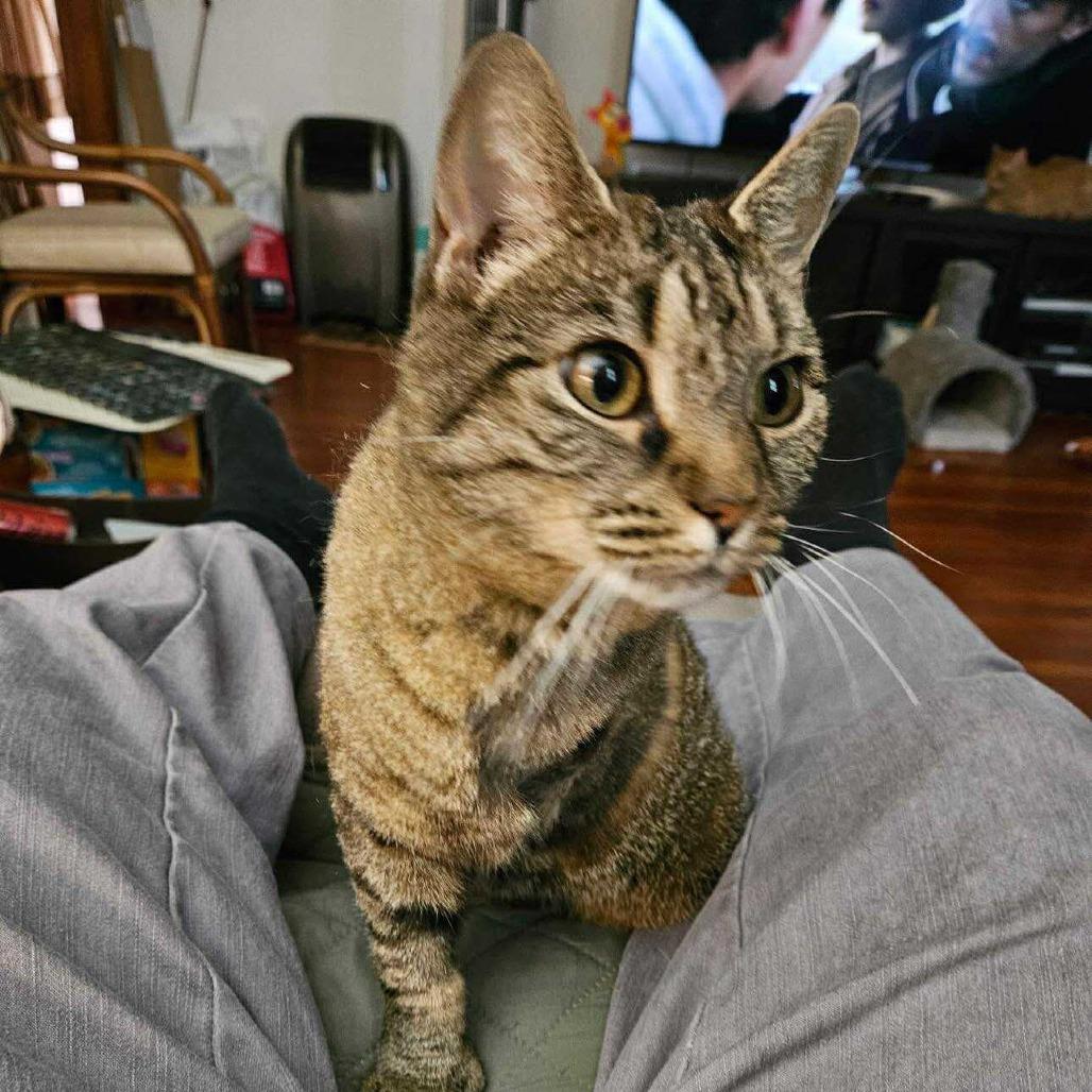 Enlarge Molly Kirchoff, a Adoptable Domestic Short Hair in Woodstock, VA image 2/3