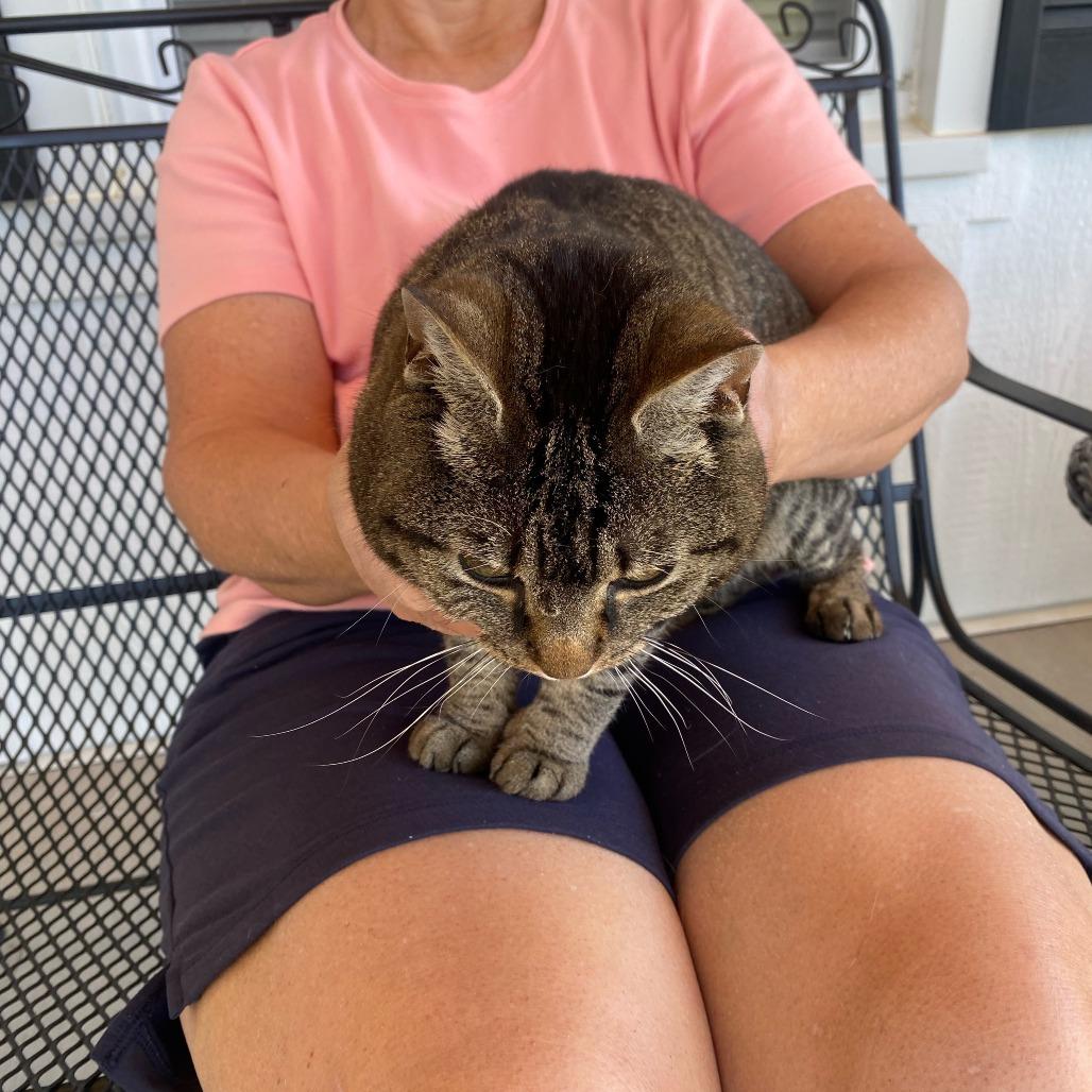 Enlarge Molly Kirchoff, a Adoptable Domestic Short Hair in Woodstock, VA image 3/3