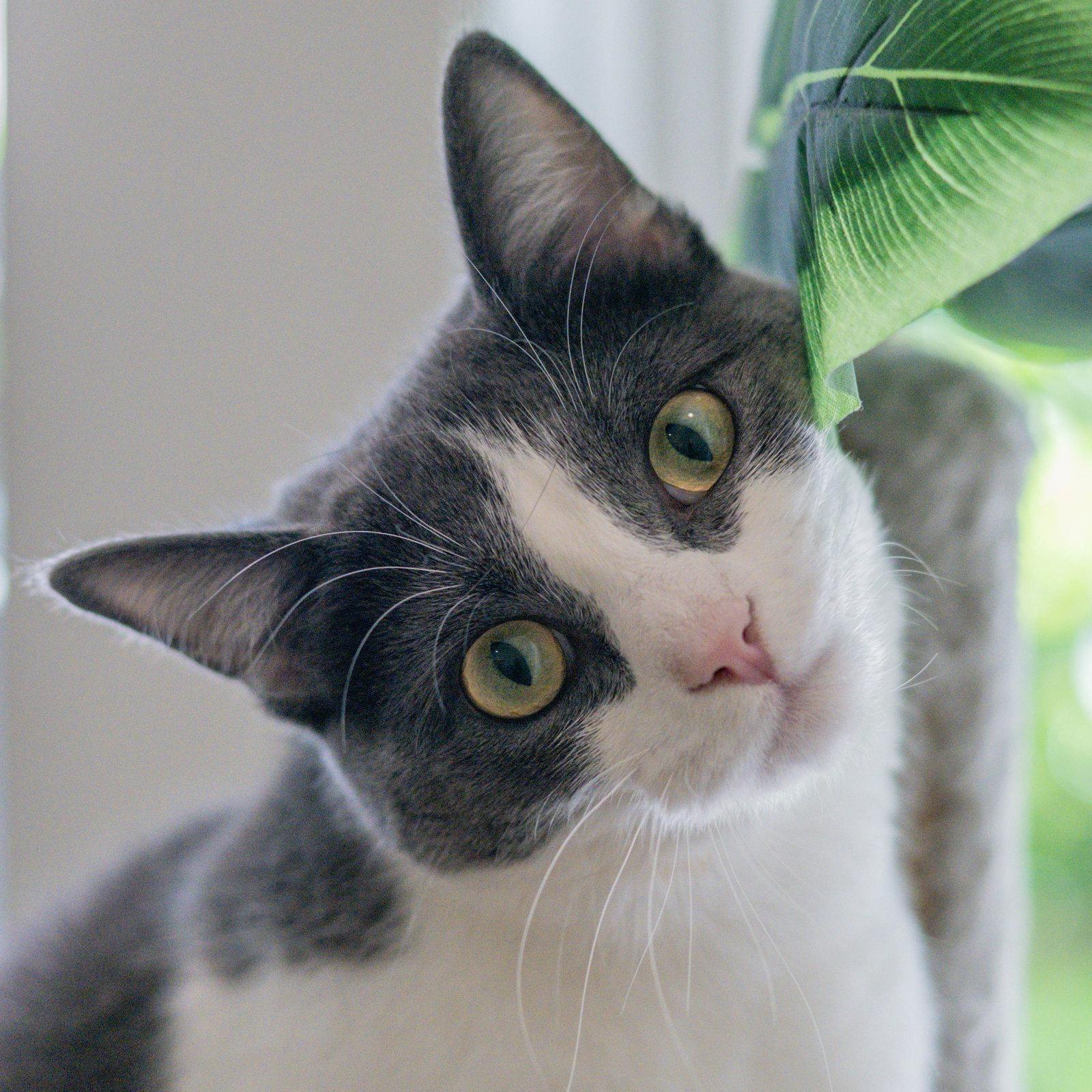 Izzy, a Adoptable Domestic Short Hair in Hilton Head Island, SC image 1/3