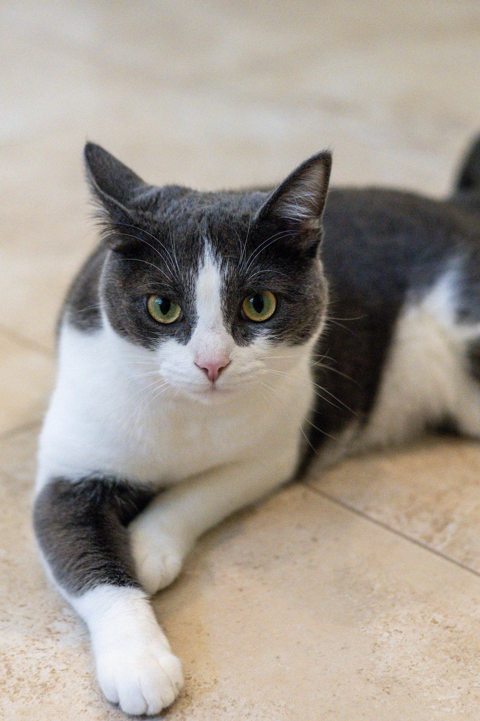 Izzy, a Adoptable Domestic Short Hair in Hilton Head Island, SC image 2/3