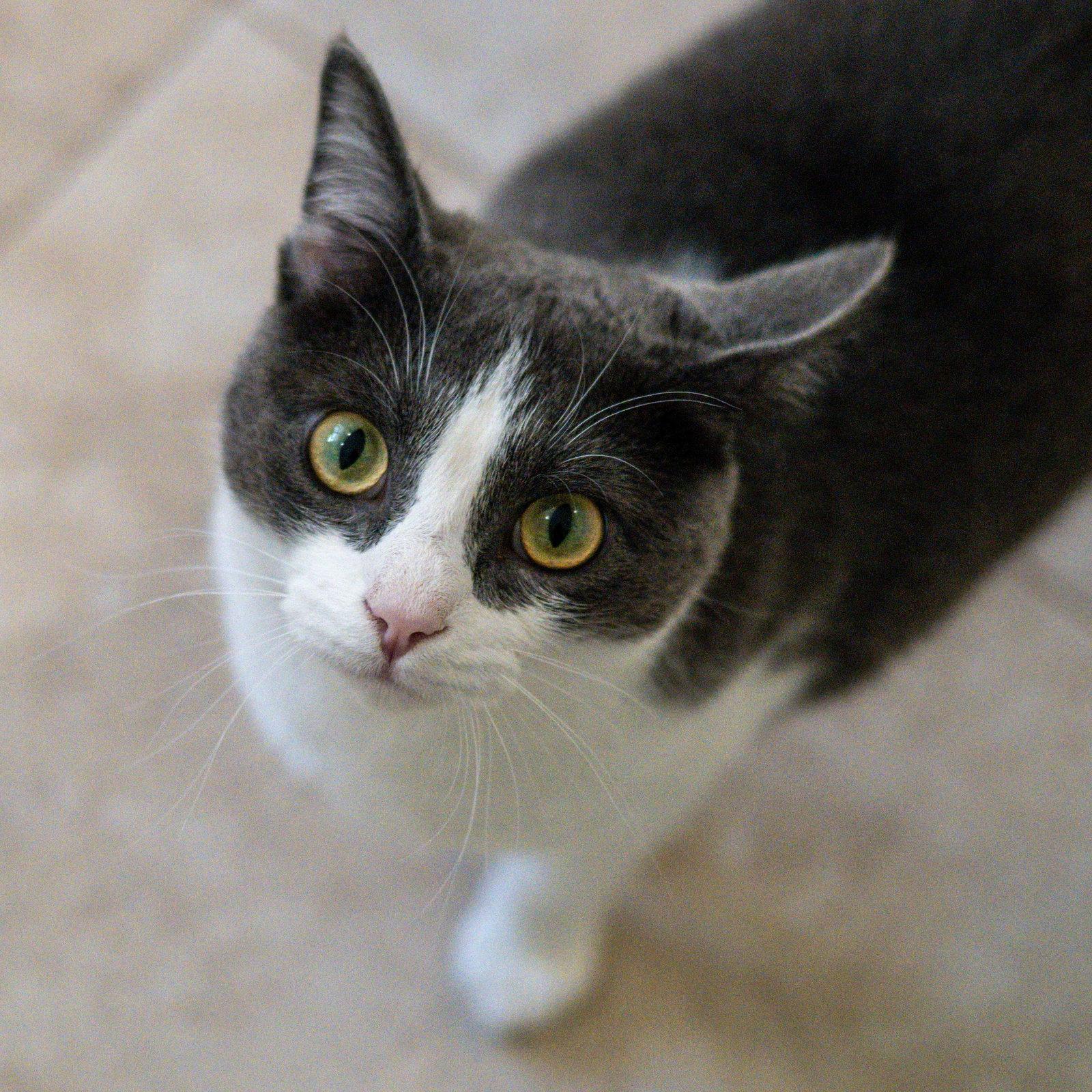 Izzy, a Adoptable Domestic Short Hair in Hilton Head Island, SC image 3/3