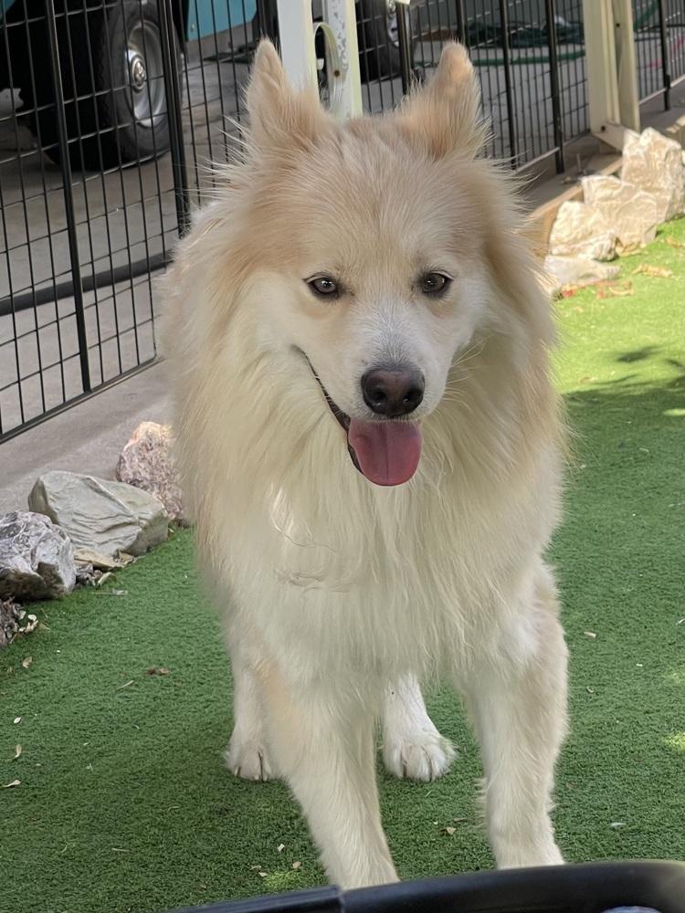 Loki