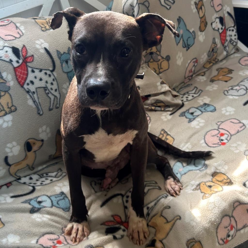 Enlarge Barry, a Adoptable Terrier in Falmouth, KY image 1/2