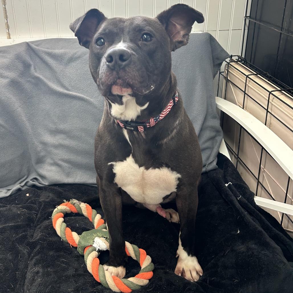 Barry, Adoptable, Adult Male Terrier.