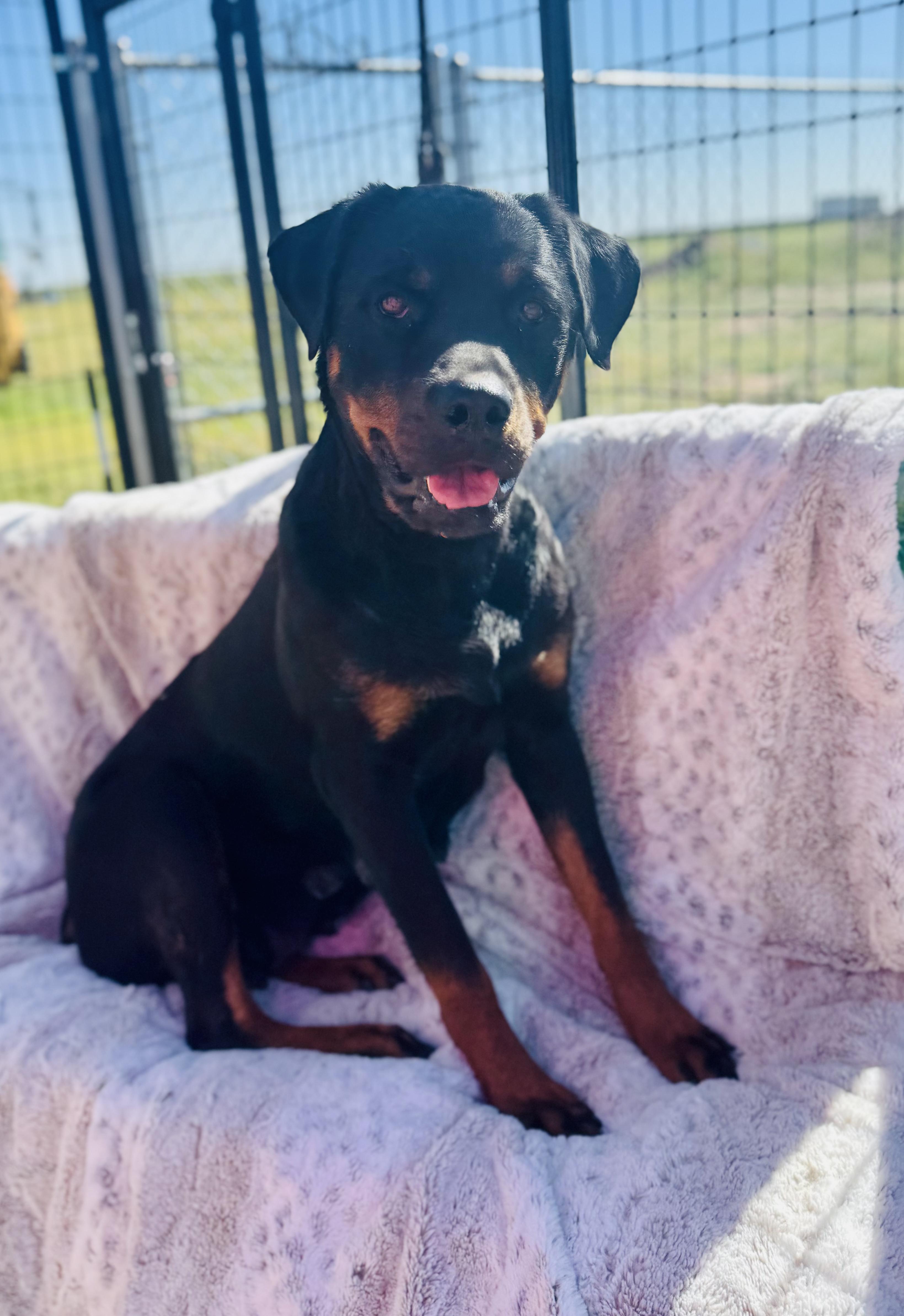 Enlarge Daisy, a Adopted Rottweiler in Canyon, TX image 1/3