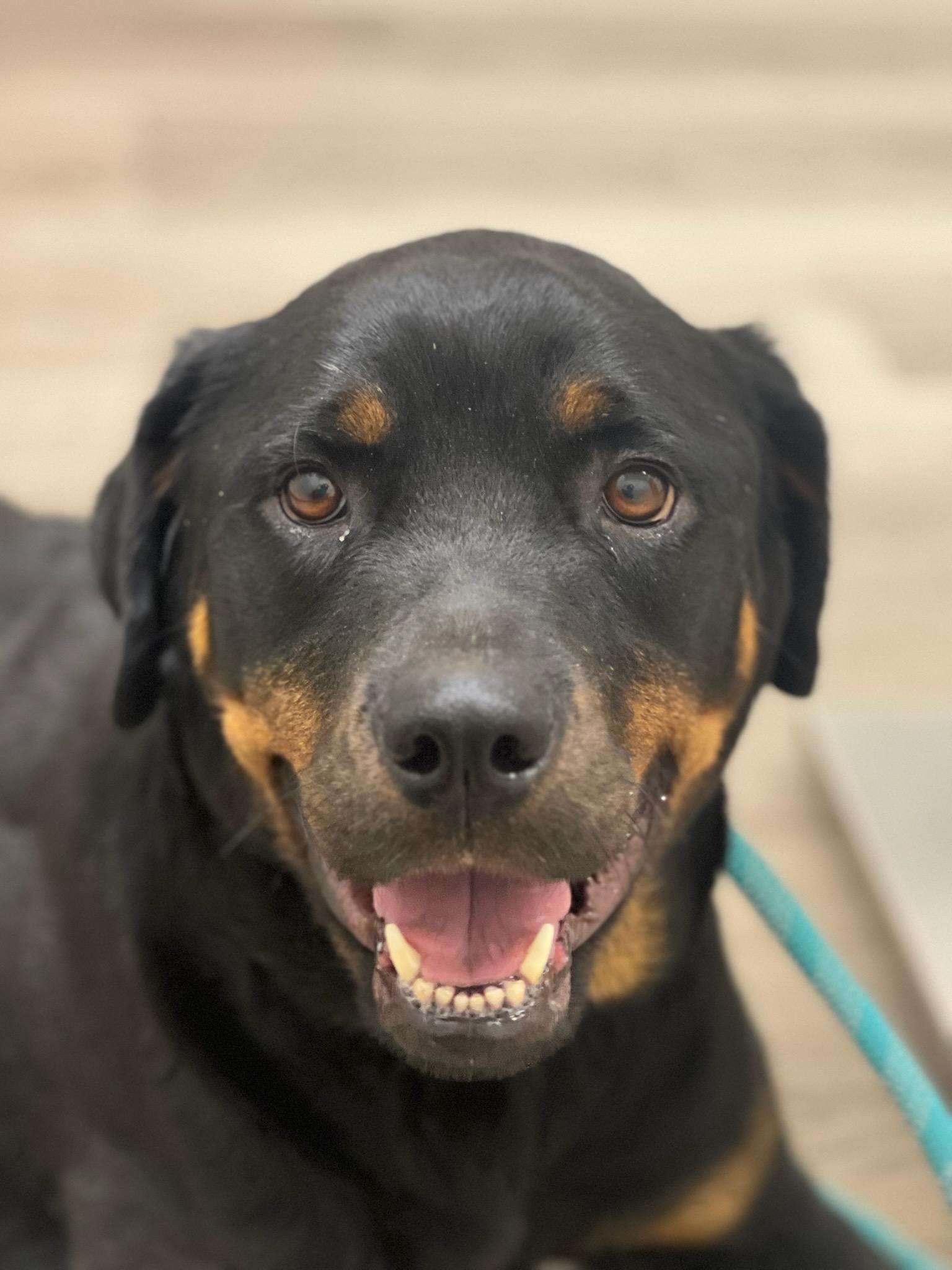 Enlarge Daisy, a Adopted Rottweiler in Canyon, TX image 2/3
