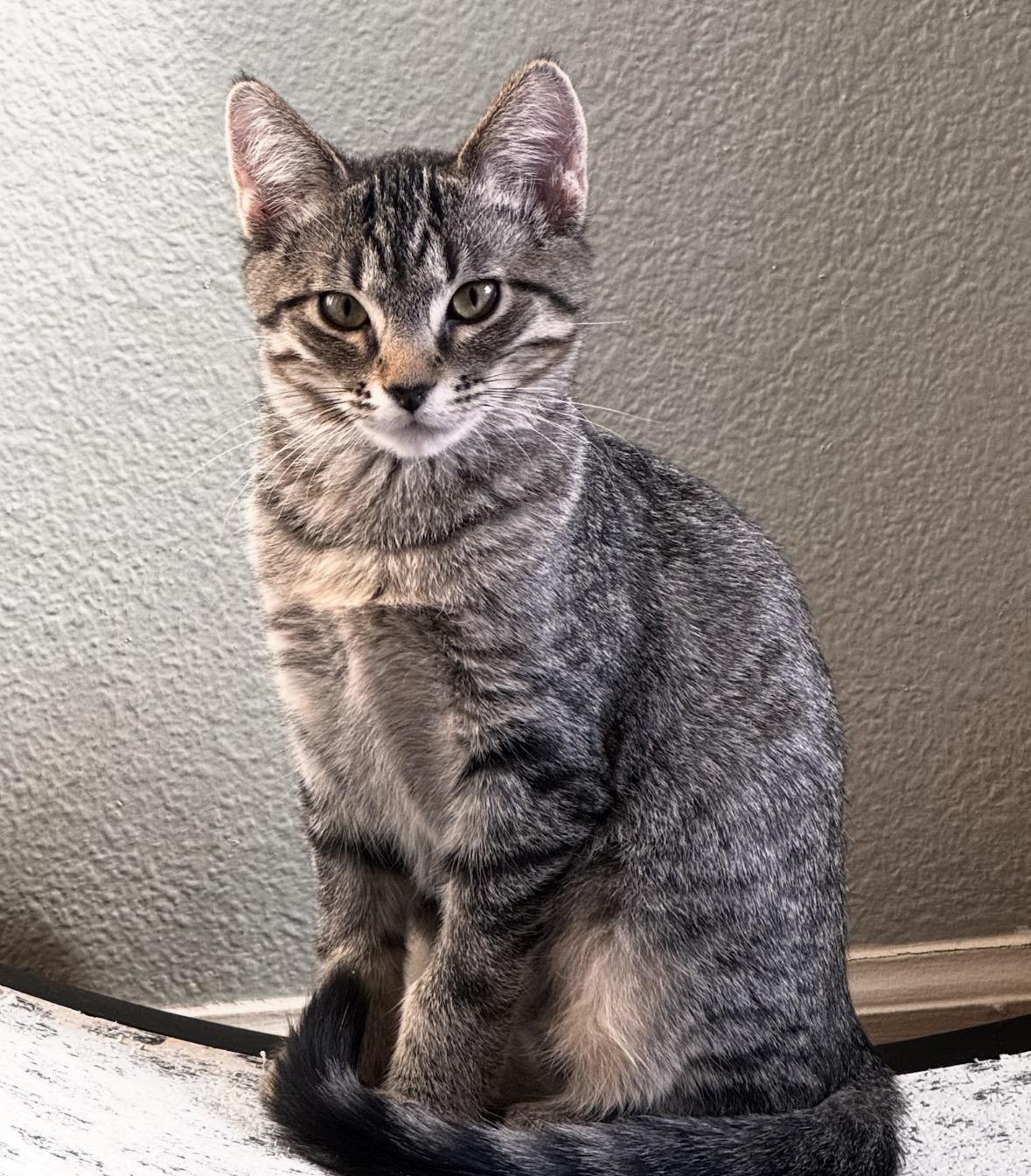 Enlarge Cinder, a Adopted Domestic Short Hair in Wasilla, AK image 1/1