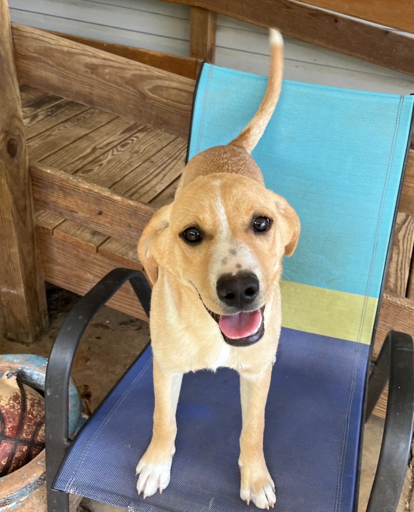 Freckles, a Adoptable mixed breed in Milford, CT image 1/6