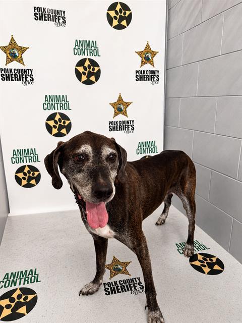 HANK, Adoptable, Senior Male Catahoula Leopard Dog & Mixed Breed.
