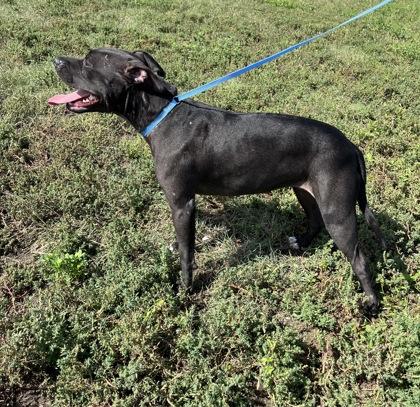 Chica, Adoptable, Adult Female Staffordshire Bull Terrier & Mixed Breed.
