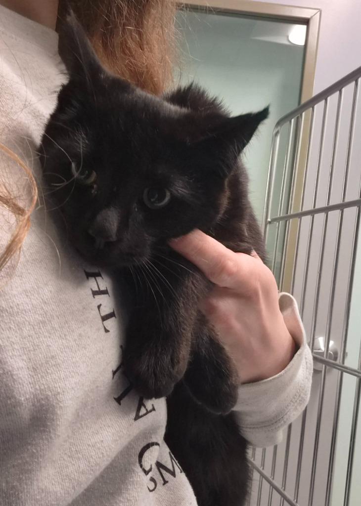 Serenity, Adoptable, Young Male Domestic Short Hair.