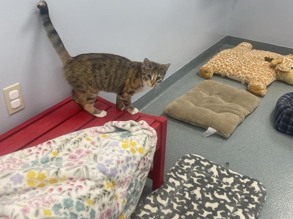 Tick, Adoptable, Kitten Female Domestic Short Hair.