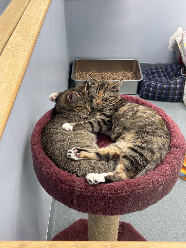 Enlarge Tick, a Adoptable Domestic Short Hair in Trenton, ME image 3/4