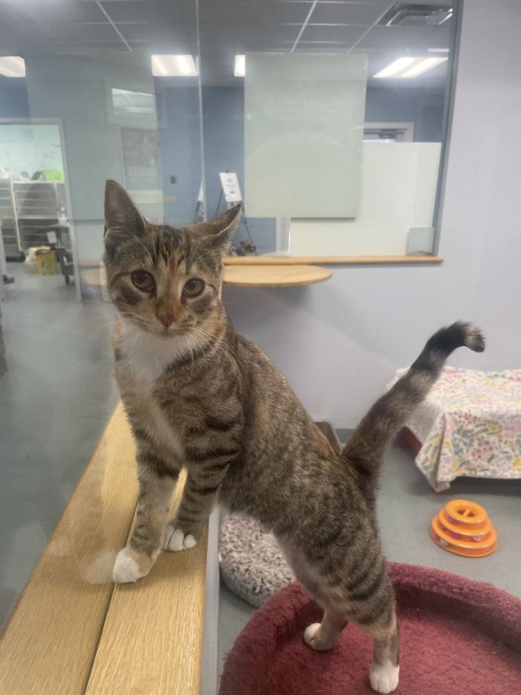 Enlarge Tick, a Adoptable Domestic Short Hair in Trenton, ME image 4/4