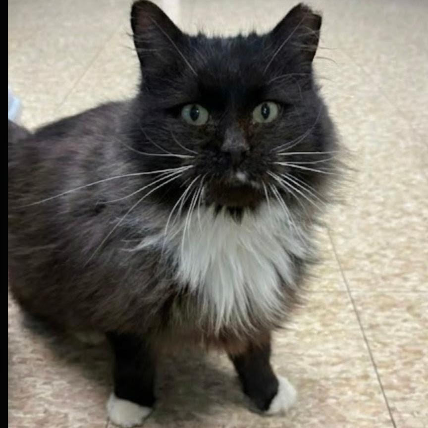 Enlarge Delilah, a Adoptable Domestic Medium Hair in Warren, PA image 1/2