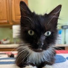 Enlarge Delilah, a Adoptable Domestic Medium Hair in Warren, PA image 1/1