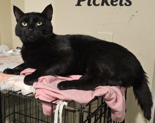 Enlarge Pickels, a ADOPTABLE Domestic Short Hair in Lenhartsville, PA image 1/2