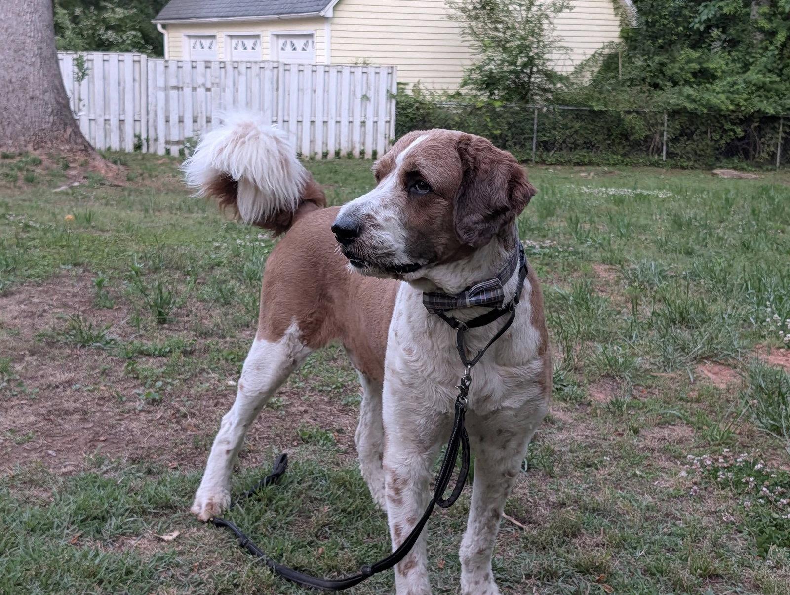 Beethoven, a Adopted mixed breed in Greenville, SC image 1/3