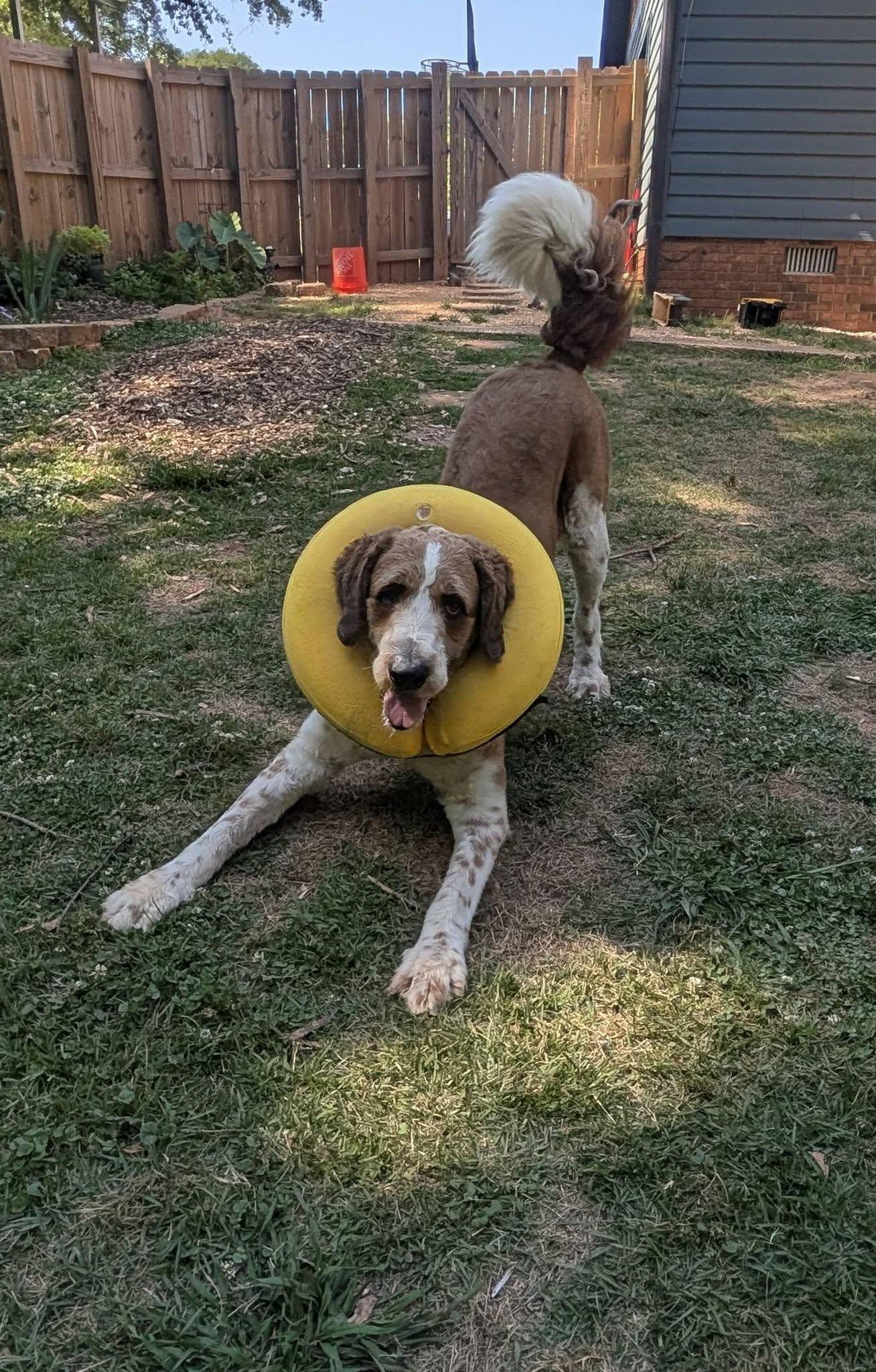 Beethoven, a Adopted mixed breed in Greenville, SC image 2/3