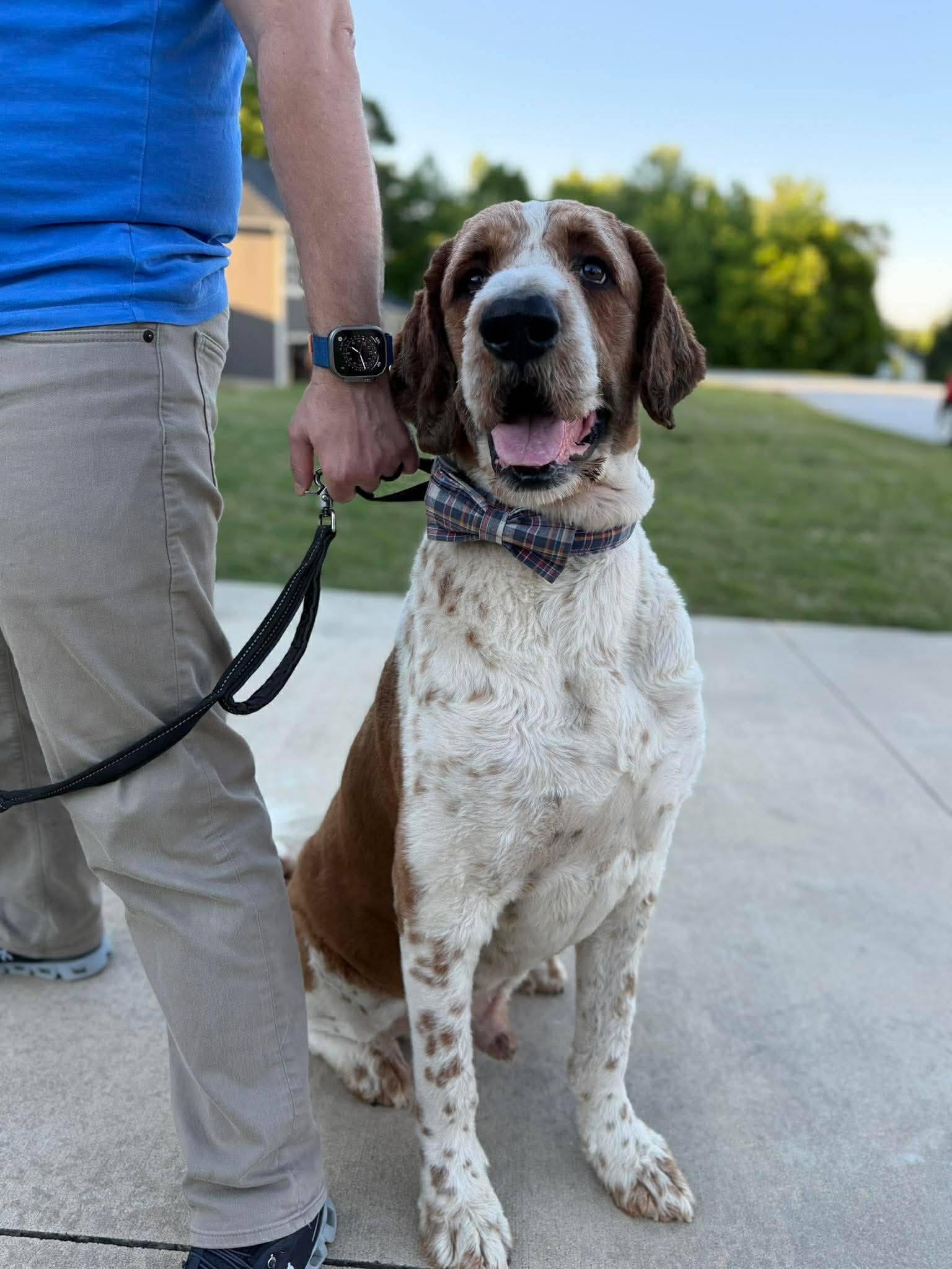Beethoven, a Adopted mixed breed in Greenville, SC image 3/3