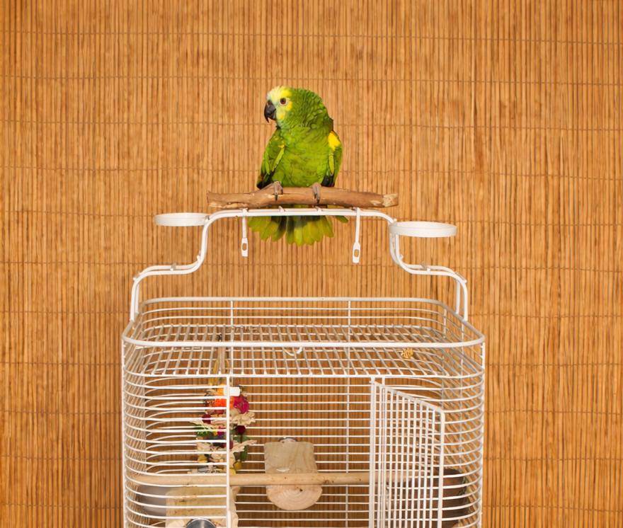 Enlarge Pepper The 37 YO Blue Fronted Amazon, a ADOPTABLE Amazon in Vancouver, WA image 5/5