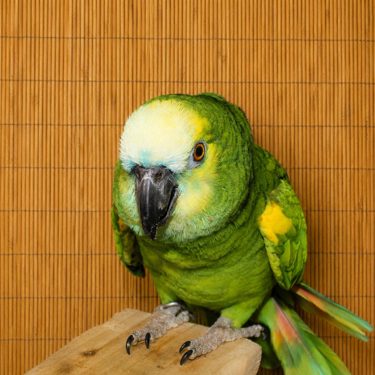 Pepper The 37 YO Blue Fronted Amazon, adoptable, Adult Unknown Amazon.