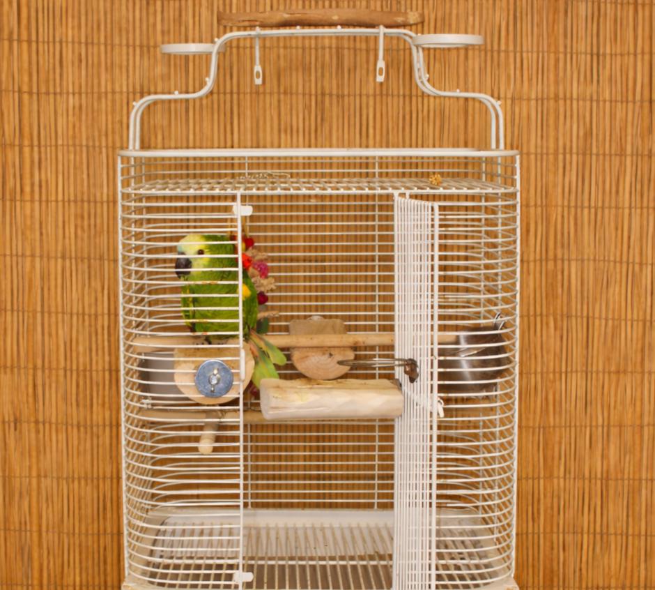 Enlarge Pepper The 37 YO Blue Fronted Amazon, a ADOPTABLE Amazon in Vancouver, WA image 4/5