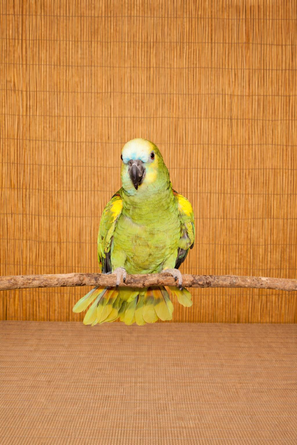 Enlarge Pepper The 37 YO Blue Fronted Amazon, a ADOPTABLE Amazon in Vancouver, WA image 1/5