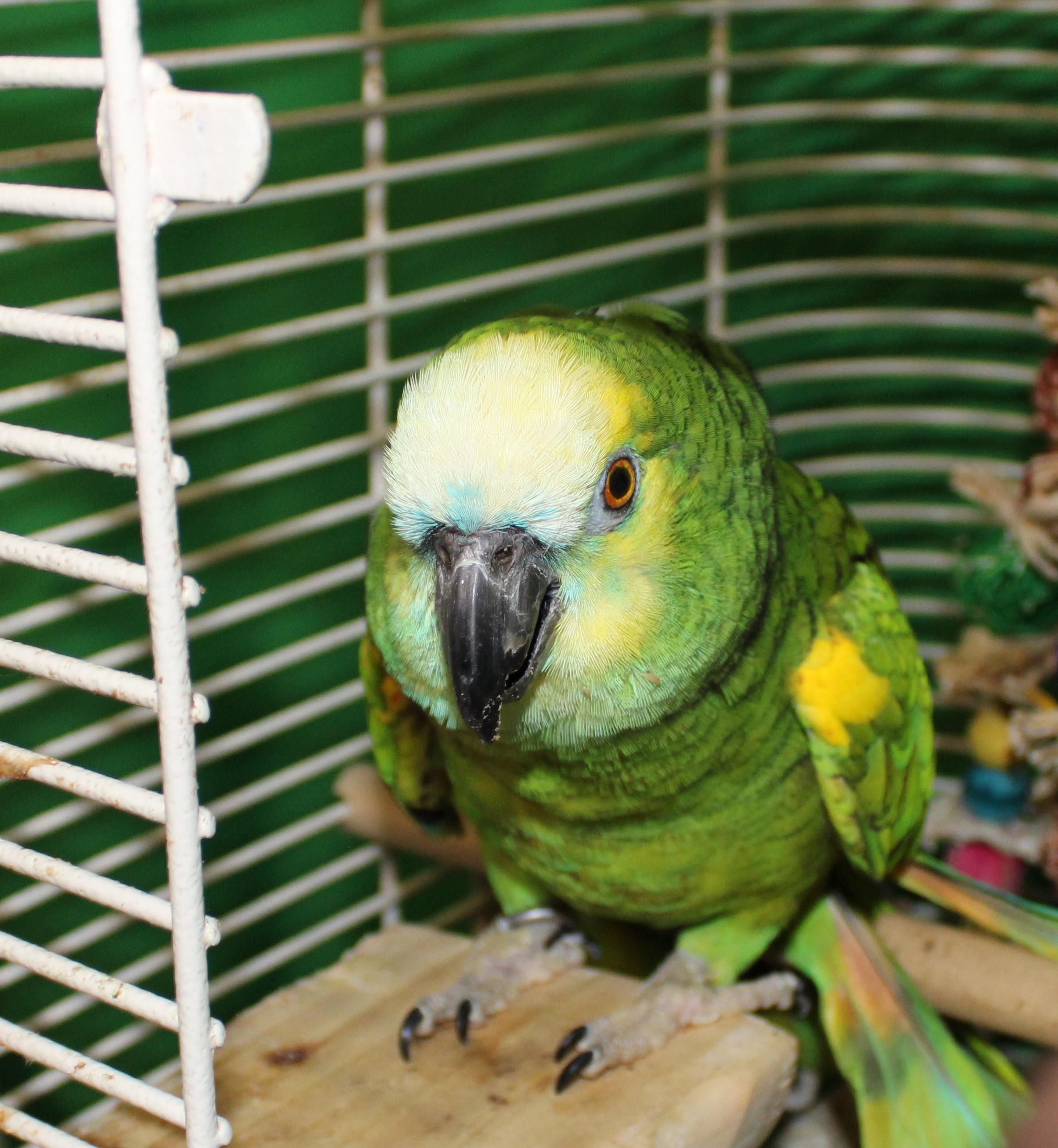 Enlarge Pepper The 37 YO Blue Fronted Amazon, a ADOPTABLE Amazon in Vancouver, WA image 2/5