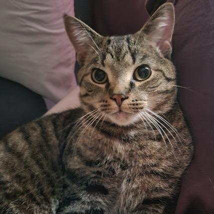 Enlarge Cloak in York, PA, a Adoptable Domestic Short Hair in York, PA image 1/5