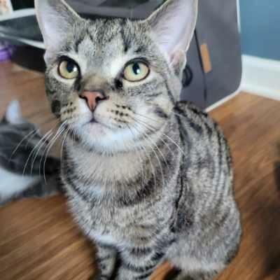 Enlarge Cloak in York, PA, a Adoptable Domestic Short Hair in York, PA image 3/5