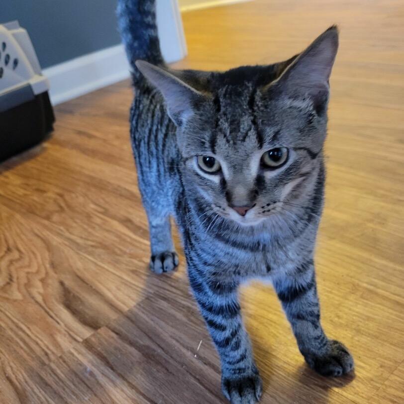 Enlarge Cloak in York, PA, a Adoptable Domestic Short Hair in York, PA image 4/5