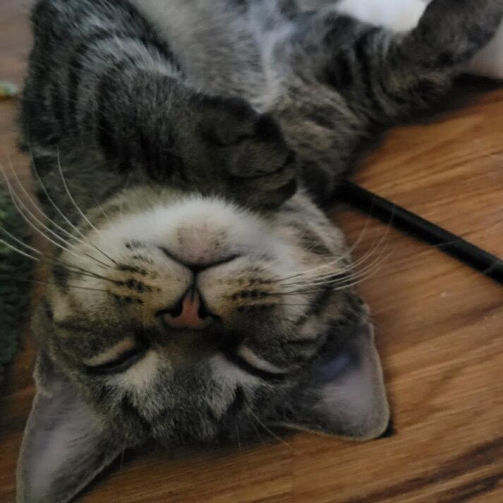 Enlarge Cloak in York, PA, a Adoptable Domestic Short Hair in York, PA image 5/5