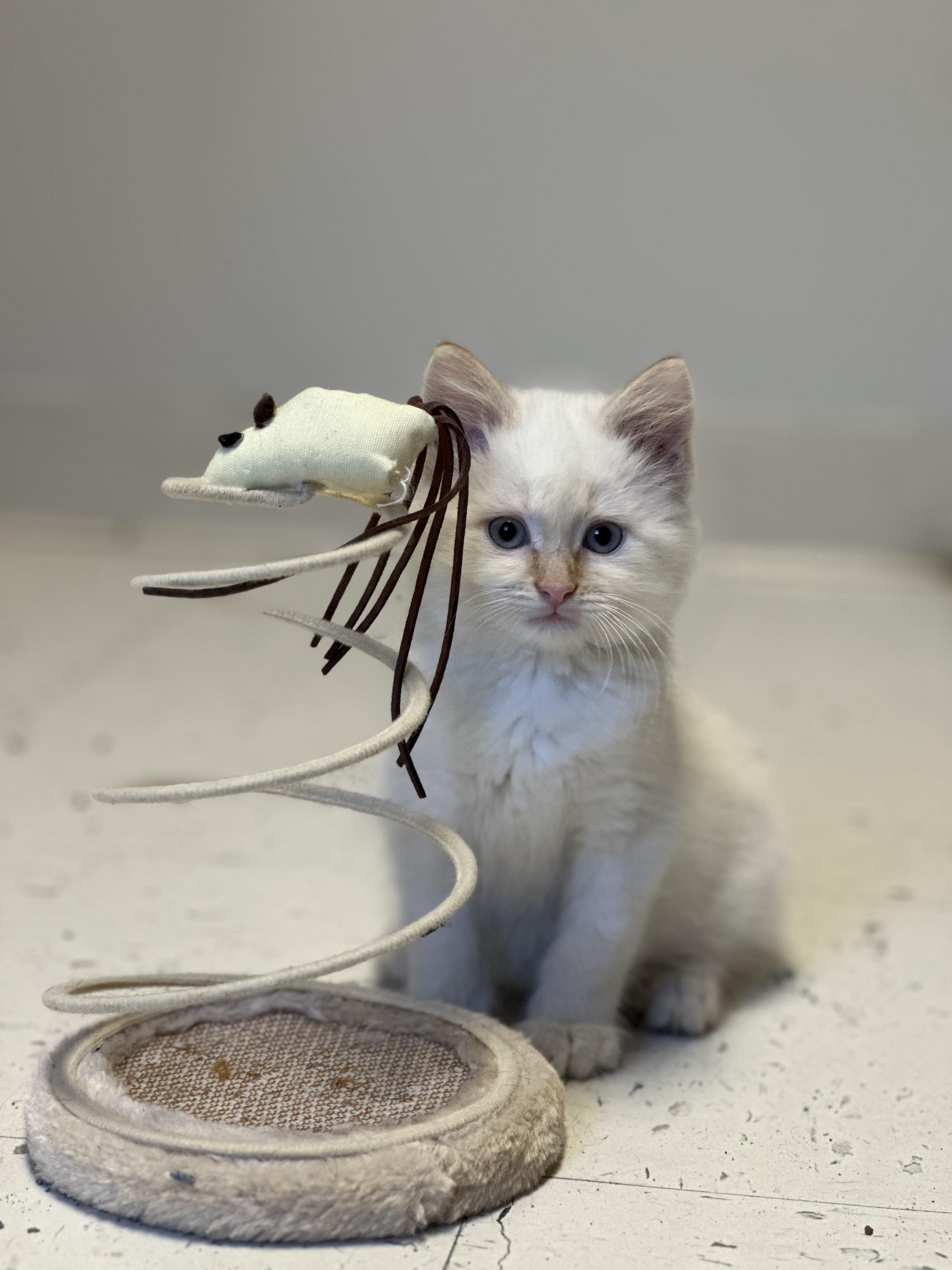 Puff, a Adopted Domestic Long Hair in Monson, MA image 3/3