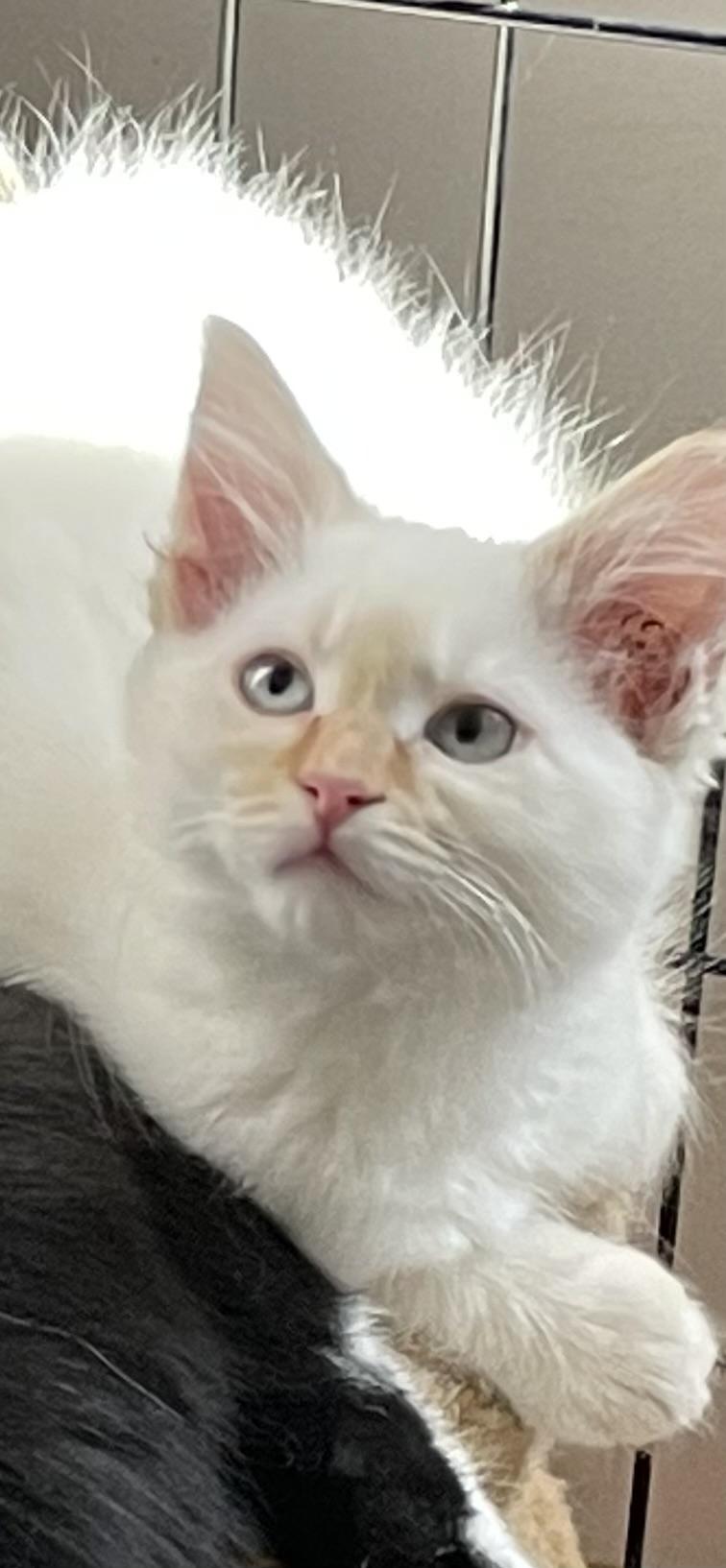 Puff, Adopted, Young Female Domestic Long Hair.