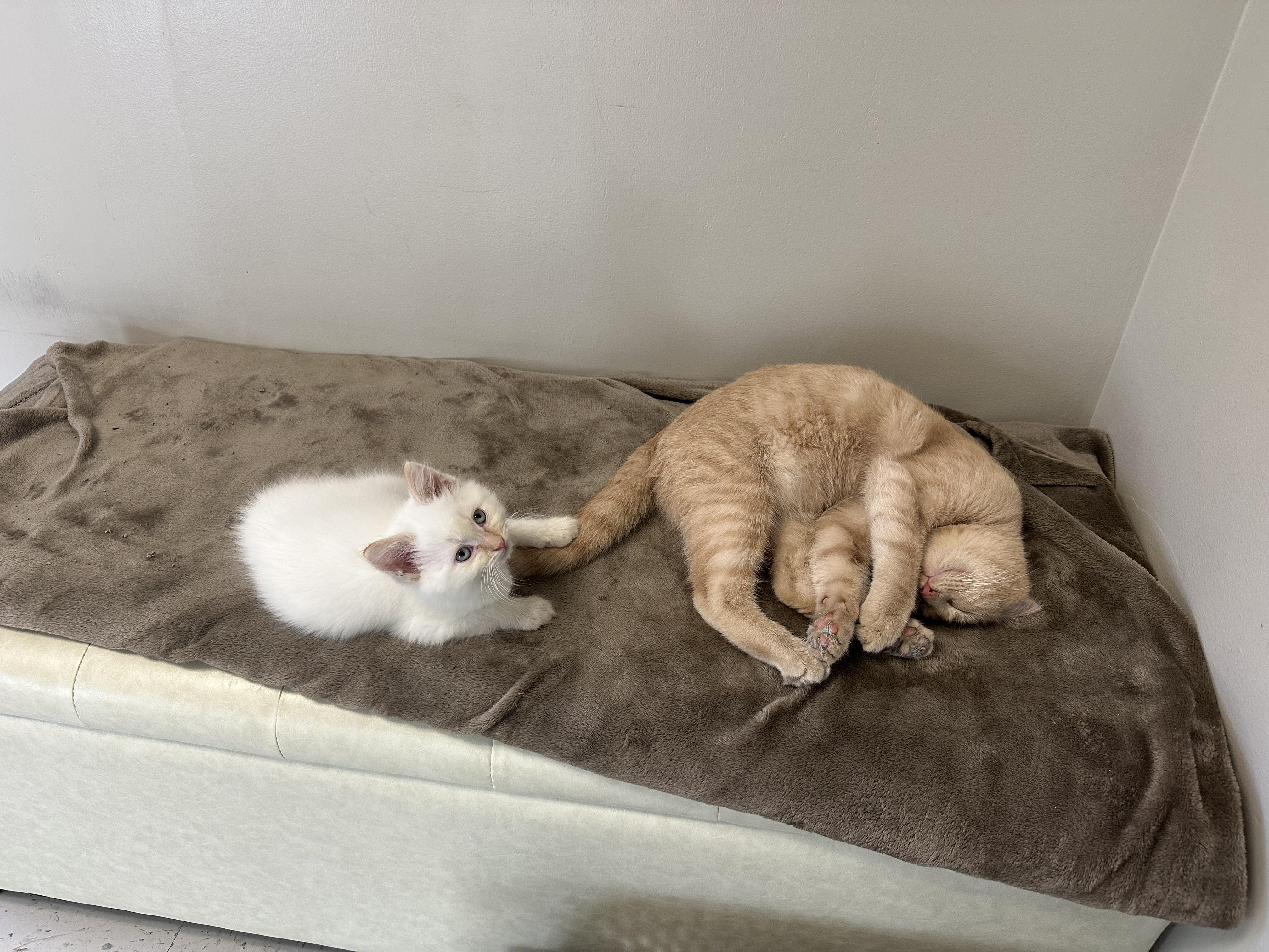 Puff, a Adopted Domestic Long Hair in Monson, MA image 2/3